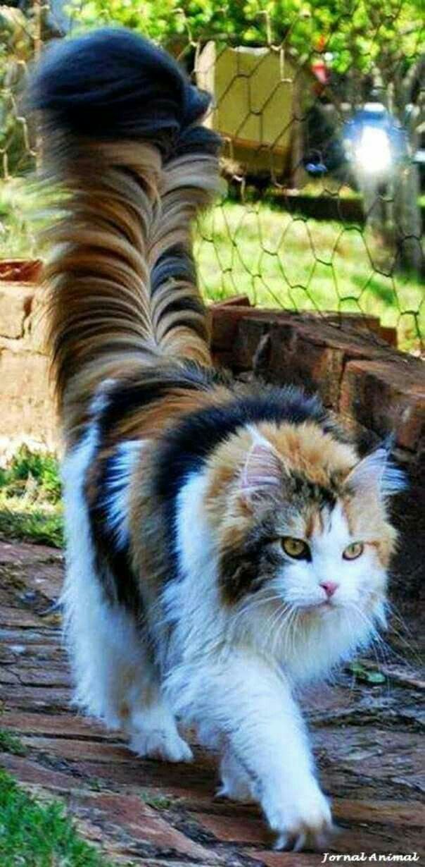 Persian Cat